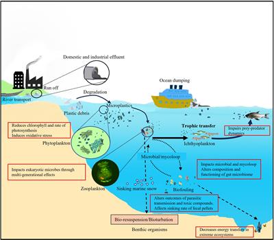 Editorial: Effects of microplastics on ecosystem functioning of eukaryotic marine microbes